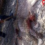 ضرب‌وشتم فجیع یک توله پلنگ ایرانی؛ ضاربان دستگیر شدند
