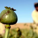 روزنامه دولت : ممنوعیت کشت خشخاش در افغانستان ، قیمت مواد را در ایران بالا می‌برد/ معتادان به مواد ناخالص روی می‌آورند