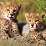 تولد غیرمنتظره ۲ توله یوزپلنگ در پارک ملی توران